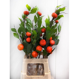 Deco Stem Clementine Plant X6