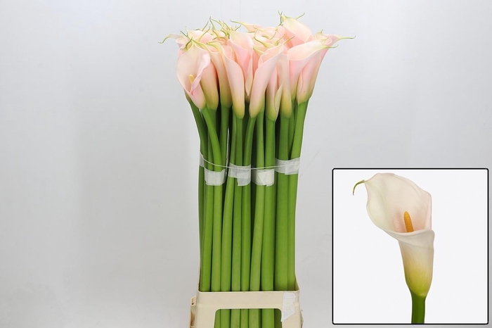 <h4>ZANT AE EYD SALMON</h4>