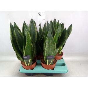 Sansevieria trifa.   ...