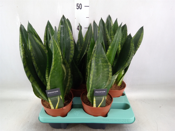 <h4>Sansevieria trifa.   ...</h4>