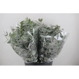 Euca Cinerea Short 150gr P Bunch