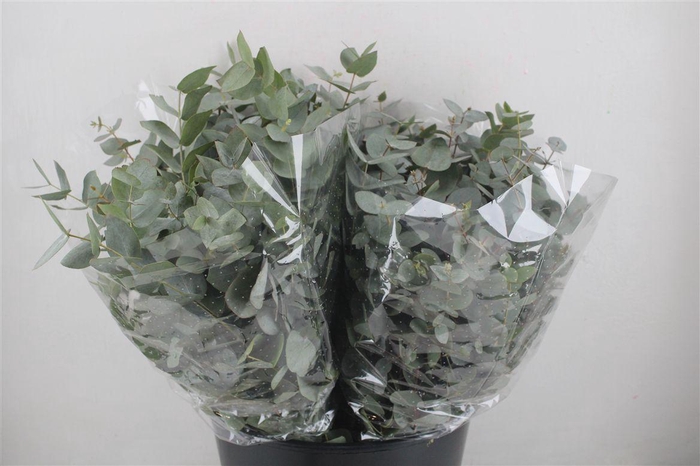 <h4>Euca Cinerea Short 150gr P Bunch</h4>