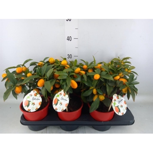 Fortunella margarita