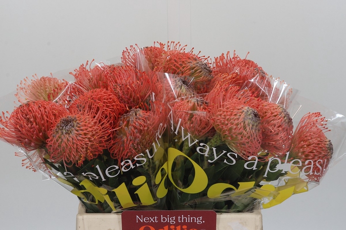 Nutans Ayoba Pink Guava