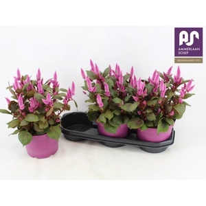CEL WILD PINK