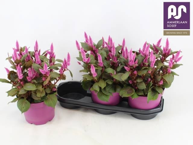 <h4>CEL WILD PINK</h4>