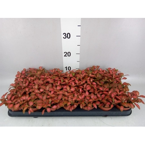 Fittonia verschaf. 'Red Star'