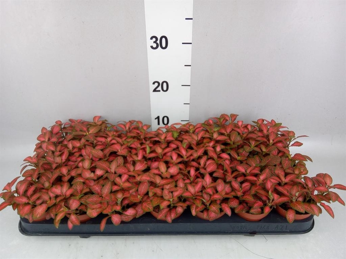<h4>Fittonia verschaf. 'Red Star'</h4>