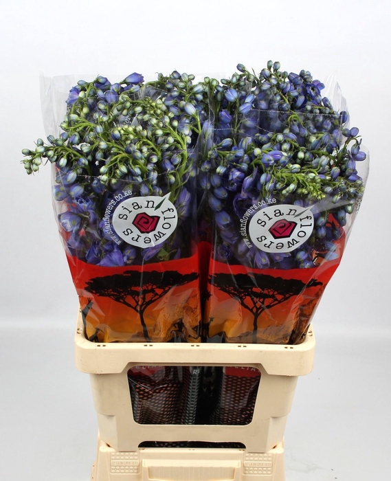 <h4>DELPH DU GUARD BLUE</h4>