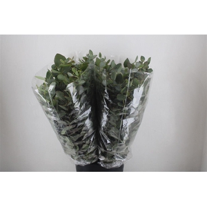 Euca Cinerea 200gr P Bunch
