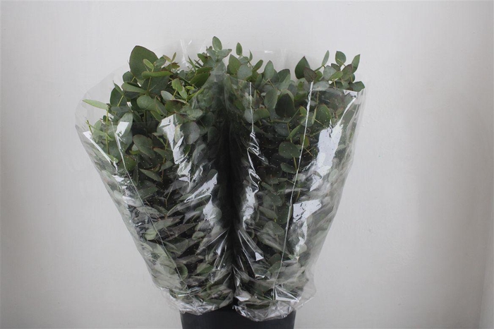 <h4>Euca Cinerea 200gr P Bunch</h4>