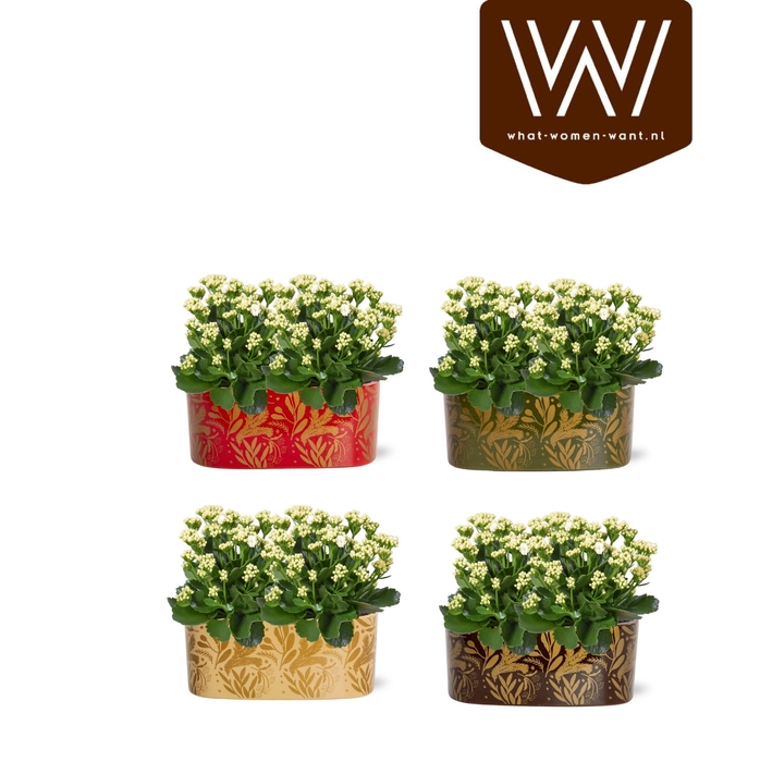 <h4>Collectie "Tasty Bubble" Kalanchoe wit in Jenn ovaal Keramiek</h4>