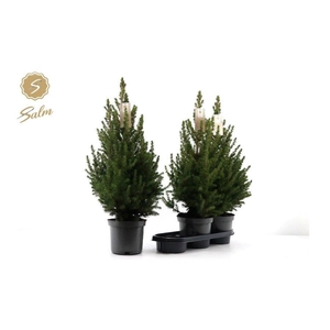 PICEA GL DECEMBER