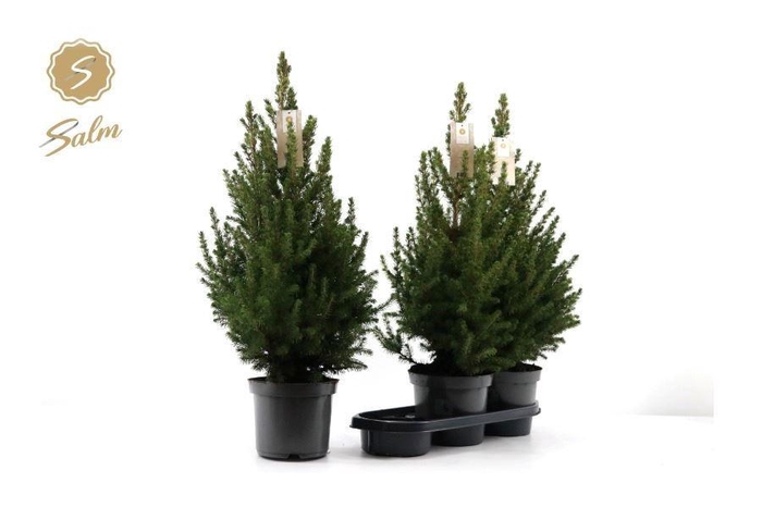 <h4>PICEA GL DECEMBER</h4>