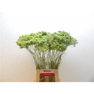 Ammi Vis Green Mist