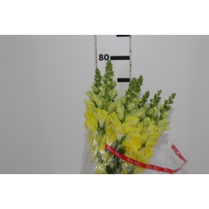 BOCA DE LEAO MONACO YELLOW 080 CM