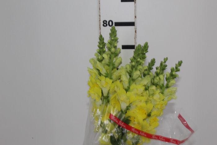 <h4>BOCA DE LEAO MONACO YELLOW 080 CM</h4>