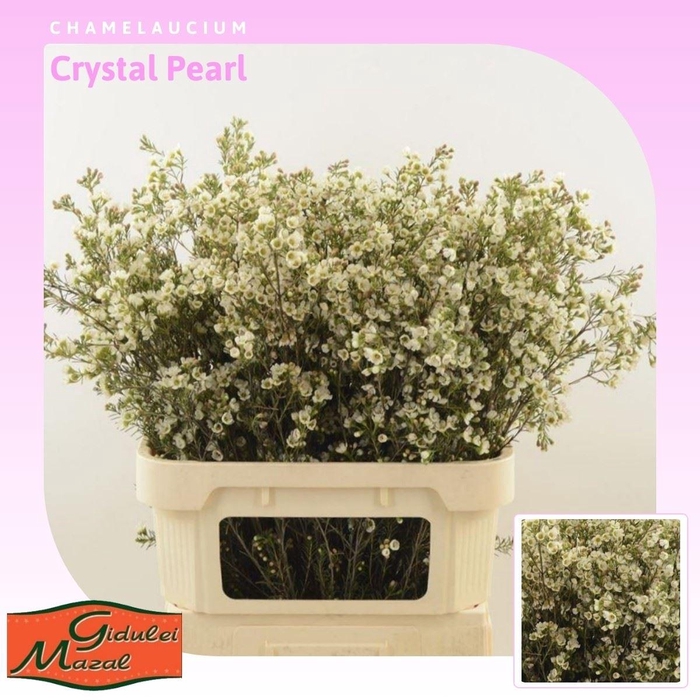 <h4>Chamelaucium Crystal Pearl</h4>
