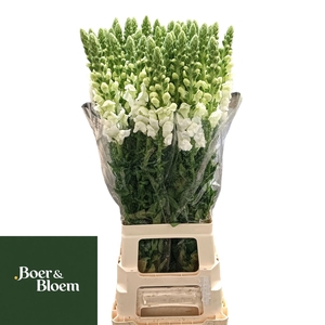 ANTIR POTO EARL WHIT