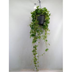 Parthenocissus  'Sugar Vine'