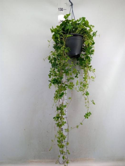 <h4>Parthenocissus  'Sugar Vine'</h4>