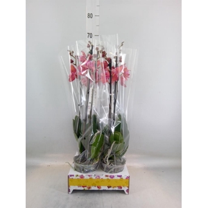 Phalaenopsis   ...