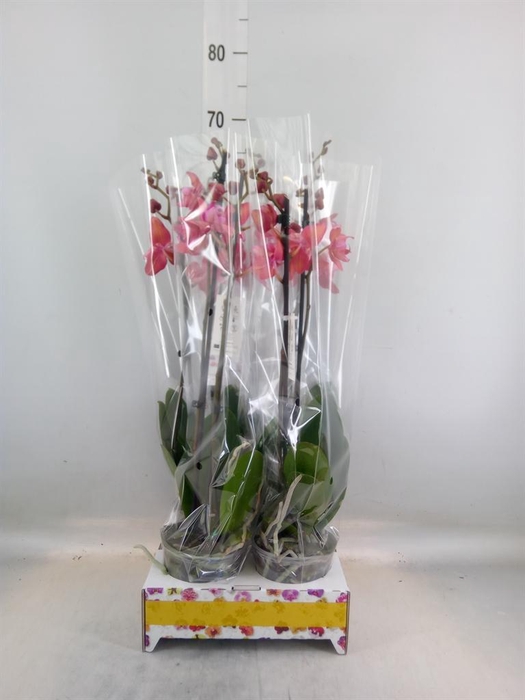 <h4>Phalaenopsis ...</h4>