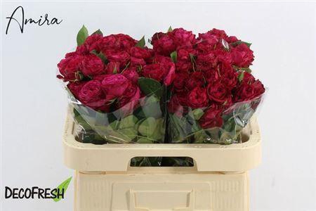 <h4>R Tr Quincy</h4>