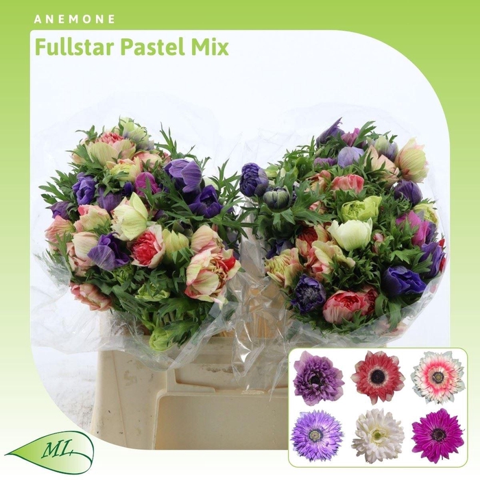 <h4>Anemone Fullstar Pastel Mix</h4>