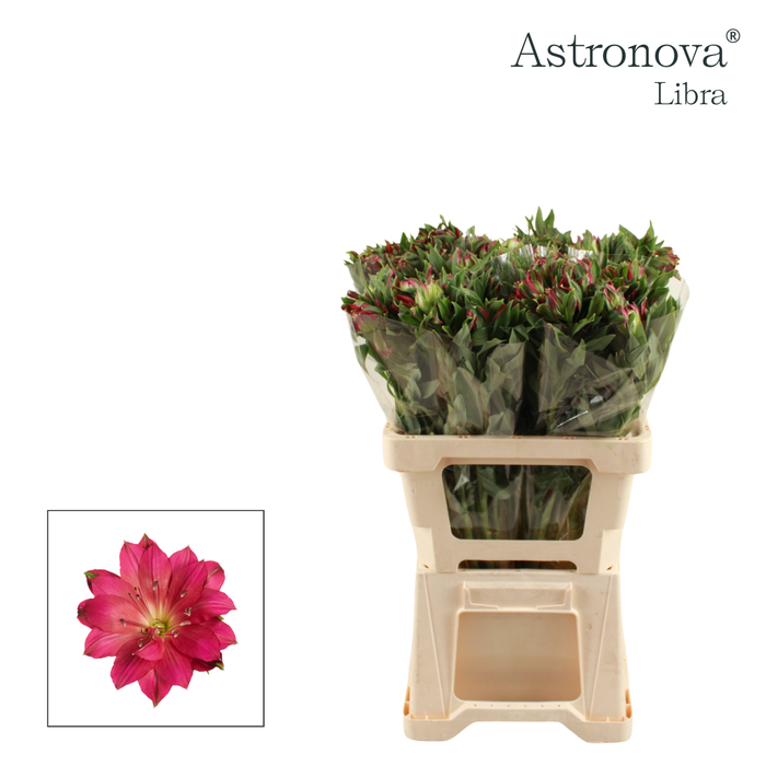 <h4>Alstroemeria Astronova Libra</h4>