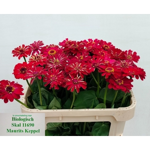 ZINNIA ELEGANS