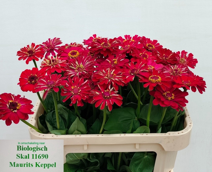 <h4>ZINNIA ELEGANS</h4>