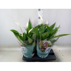 Spathiphyllum  'Pearl Cupido'