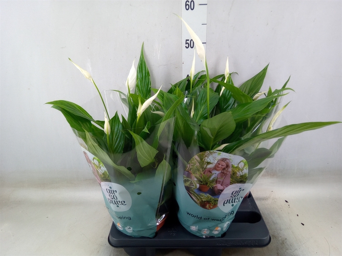 <h4>Spathiphyllum  'Pearl Cupido'</h4>
