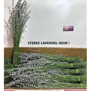 Lavandula Angustifolia per bos