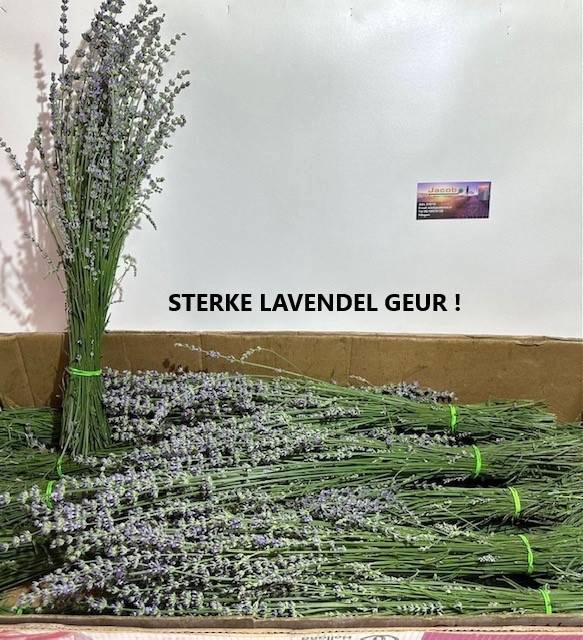 <h4>Lavandula Angustifolia per bos</h4>