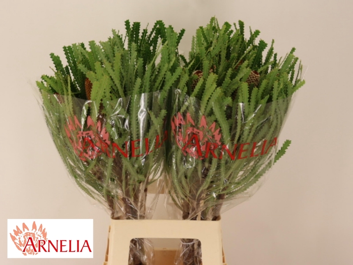 <h4>BANKSIA HOOKERIANA</h4>