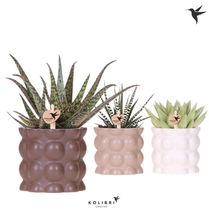 Kolibri Greens Succulenten mix in Cotton pot sand mix