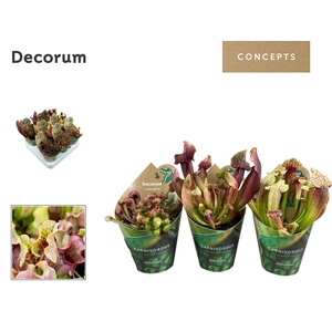 Sarracenia mix 8,5 cm in potcover (Decorum)