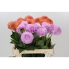 Dahlia Gemengd in fust