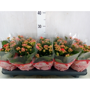 Kalanchoe blos. 'RosDon Amador'