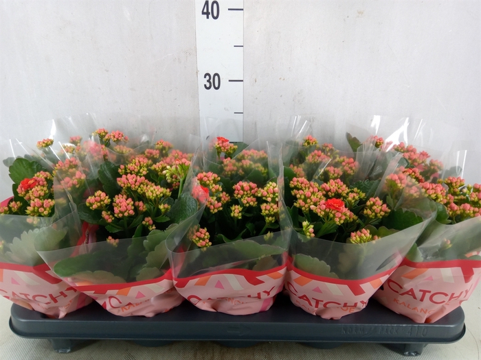 <h4>Kalanchoe blos. 'RosDon Amador'</h4>