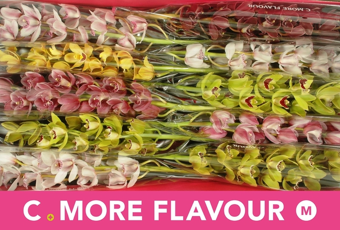 <h4>CYMB MI GEM</h4>