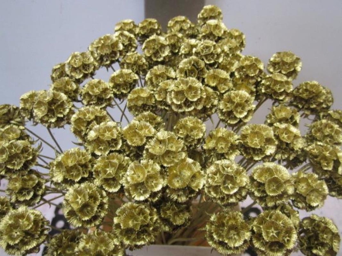 <h4>Scabiosa Goud (gedroogd)</h4>