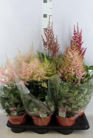 <h4>Astilbe   ...mix 4</h4>