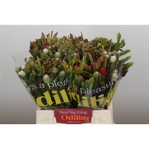 Kaaps Groen Cone Mix Large