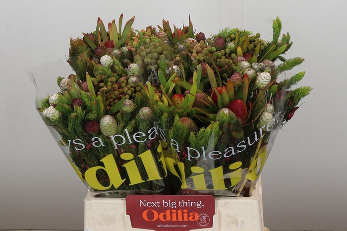 <h4>Kaaps Groen Cone Mix Large</h4>