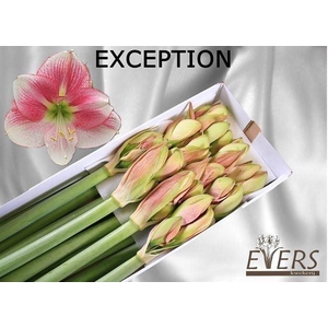 AMARYLLIS EXCEPTION