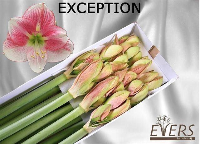 <h4>AMARYLLIS EXCEPTION</h4>