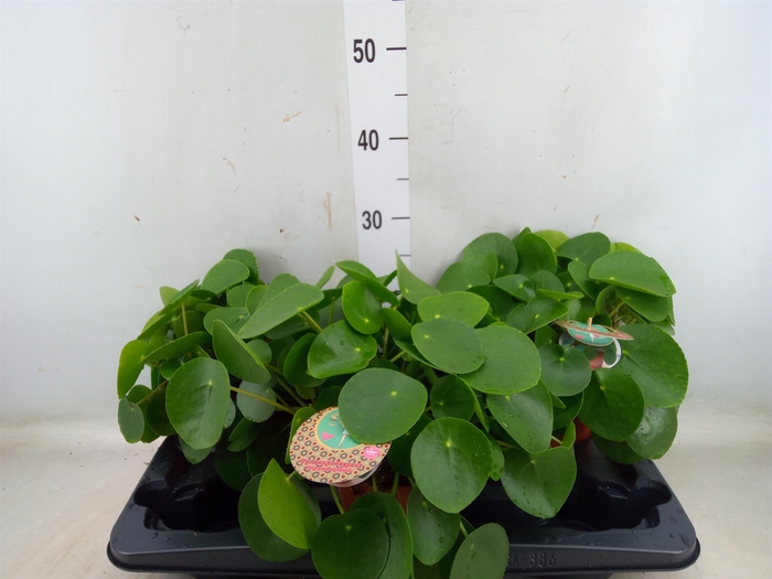 <h4>Pilea peperomoides</h4>